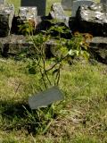 image of grave number 950703